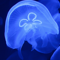 Coral10