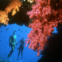 Coral3