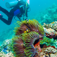 Coral4