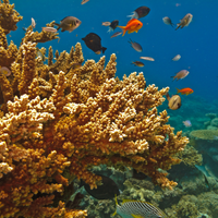Coral5
