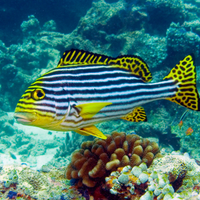 Coral6