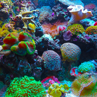Coral8