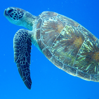 Coral9
