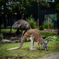 Zoo3
